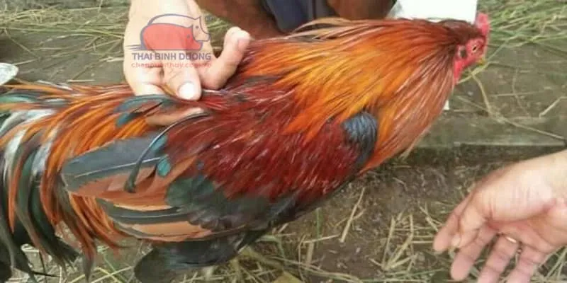 Cách nhận diện gà linh kê chuẩn xác