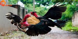 Gà linh kê – Huyền Thoại Trong Thế Giới Gà Chọi