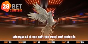 Màu Mạng Gà Đá Theo Ngày Theo Phong Thuỷ Chuẩn Xác Nhất