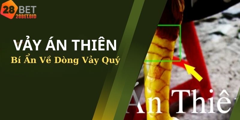 Vảy Án Thiên – Bí Ẩn Về Dòng Vảy Quý Của Chiến Kê Trên Sới Đấu